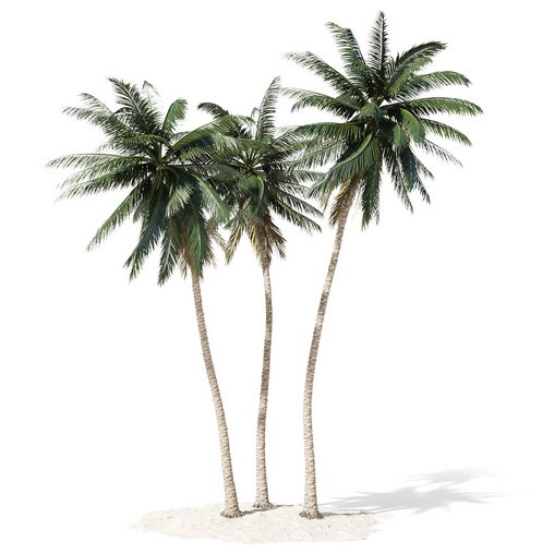 Coconut palm tree