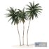 Coconut palm tree - Thumbnail 1