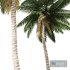 Coconut palm tree - Thumbnail 3