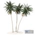 Coconut palm tree - Thumbnail 4