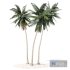 Coconut palm tree - Thumbnail 5