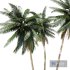 Coconut palm tree - Thumbnail 6