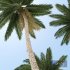 Coconut palm tree - Thumbnail 8