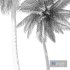 Coconut palm tree - Thumbnail 9