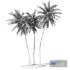 Coconut palm tree - Thumbnail 10