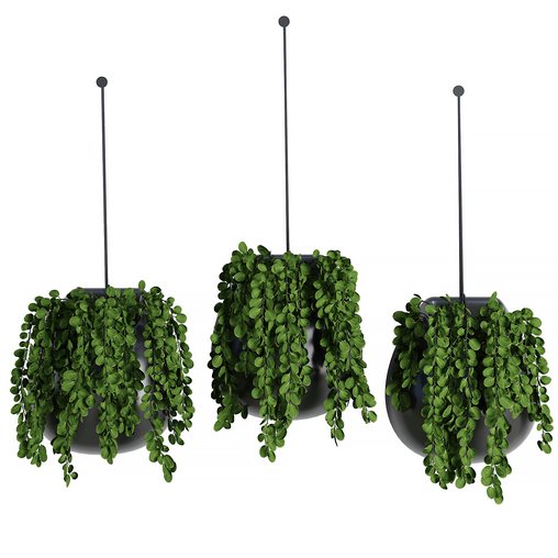 Hanging Indoor Plant – SetV5