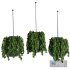 Hanging Indoor Plant – SetV5 - Thumbnail 1