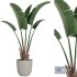 Indoor Plant Set34 – Banana - Thumbnail 1