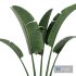 Indoor Plant Set34 – Banana - Thumbnail 2