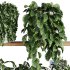 Plants on Shelf SetV4 - Thumbnail 3