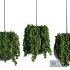 Hanging Indoor Plant – SetV5 - Thumbnail 2