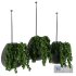 Hanging Indoor Plant – SetV5 - Thumbnail 3