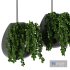 Hanging Indoor Plant – SetV5 - Thumbnail 4