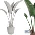 Indoor Plant Set34 – Banana - Thumbnail 4