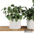 Plants on Shelf SetV4 - Thumbnail 4