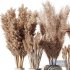 Indoor Plant Pampas Set - Thumbnail 2