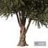 Olive Tree Set6 - Thumbnail 5