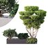 HQ Tree and bush garden box outdoor VOL 02 - Thumbnail 1