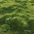 Grass Carex Elata Aurea Field - Thumbnail 1