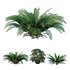 Forest lawn Iron Fern Matonia Pectinata spleenwort Asplenium - Thumbnail 1