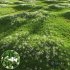Grass Beautiful Lawn With Libertia Grandiflora - Thumbnail 1