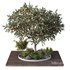 HQ Tree and bush garden box outdoor VOL 01 - Thumbnail 1
