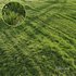 Grass Agricultural Field - Thumbnail 2