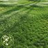 Grass Beautiful Lawn With Libertia Grandiflora Version2 - Thumbnail 1