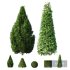 Evergreen Shrubs Cone shaped Dwarf Yaupon Holly Spherical Box Plant - Thumbnail 1