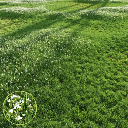 Grass Beautiful Lawn With Libertia Grandiflora Version2