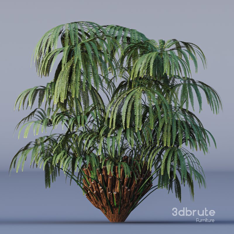 Forest lawn Iron Fern Matonia Pectinata spleenwort Asplenium Image 2