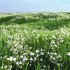 Grass Beautiful Lawn With Libertia Grandiflora - Thumbnail 2