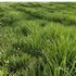 Grass Agricultural Field - Thumbnail 1