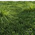 Grass Carex Elata Aurea Field - Thumbnail 2
