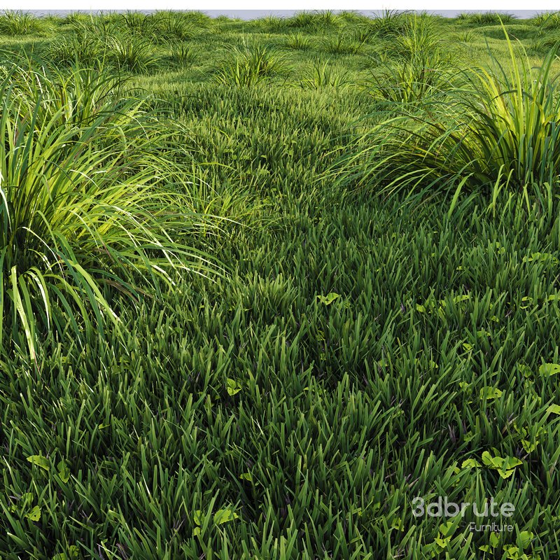 Grass Carex Elata Aurea Field Image 2