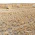 HQ Grass Round Hay Bale Farm Ground - Thumbnail 2