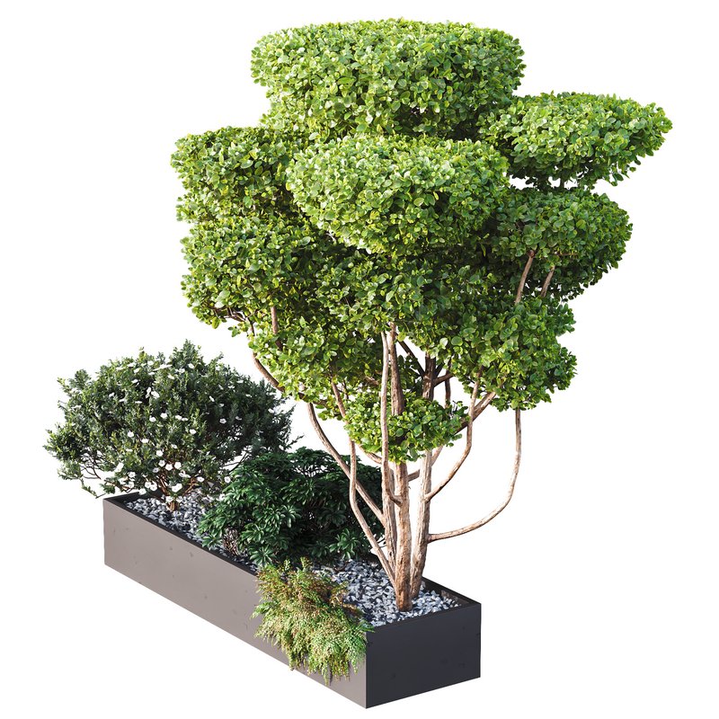 HQ Tree and bush garden box outdoor VOL 02 Image 2