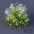 Plants Libertia Grandiflora Grass - Thumbnail 3