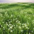 Grass Beautiful Lawn With Libertia Grandiflora Version2 - Thumbnail 2
