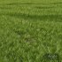 Grass Beautiful Green Lawn Relaxation - Thumbnail 2
