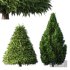 Evergreen Shrubs Cone shaped Dwarf Yaupon Holly Spherical Box Plant - Thumbnail 3