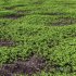 Grass Green Moss Grow Old Ground - Thumbnail 2