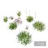 Grass Beautiful Lawn With Libertia Grandiflora Version2 - Thumbnail 3