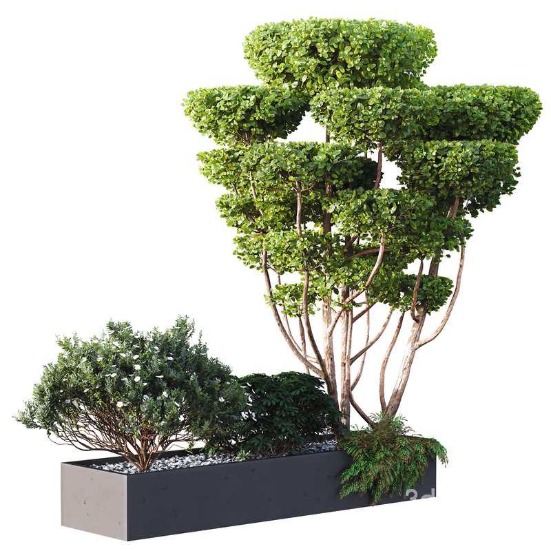 HQ Tree and bush garden box outdoor VOL 02 Image 3