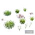 Grass Beautiful Lawn With Libertia Grandiflora - Thumbnail 3
