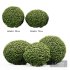 Dwarf Yaupon Holly Spherical Box Plant - Thumbnail 3