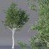 Agar wood Silver Birch Tree Betula Pendula Spring - Thumbnail 3