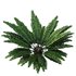 Forest lawn Iron Fern Matonia Pectinata spleenwort Asplenium - Thumbnail 3