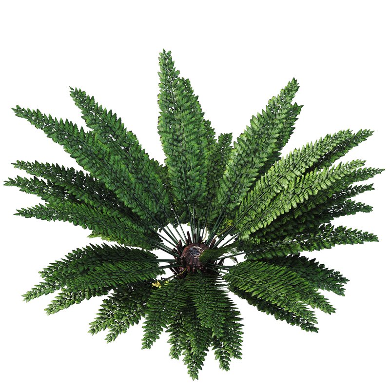 Forest lawn Iron Fern Matonia Pectinata spleenwort Asplenium Image 3