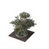 HQ Tree and bush garden box outdoor VOL 01 - Thumbnail 2